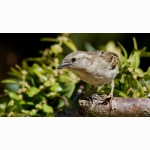 20220427 Haussperling weiblich 1 DSC07340.jpg